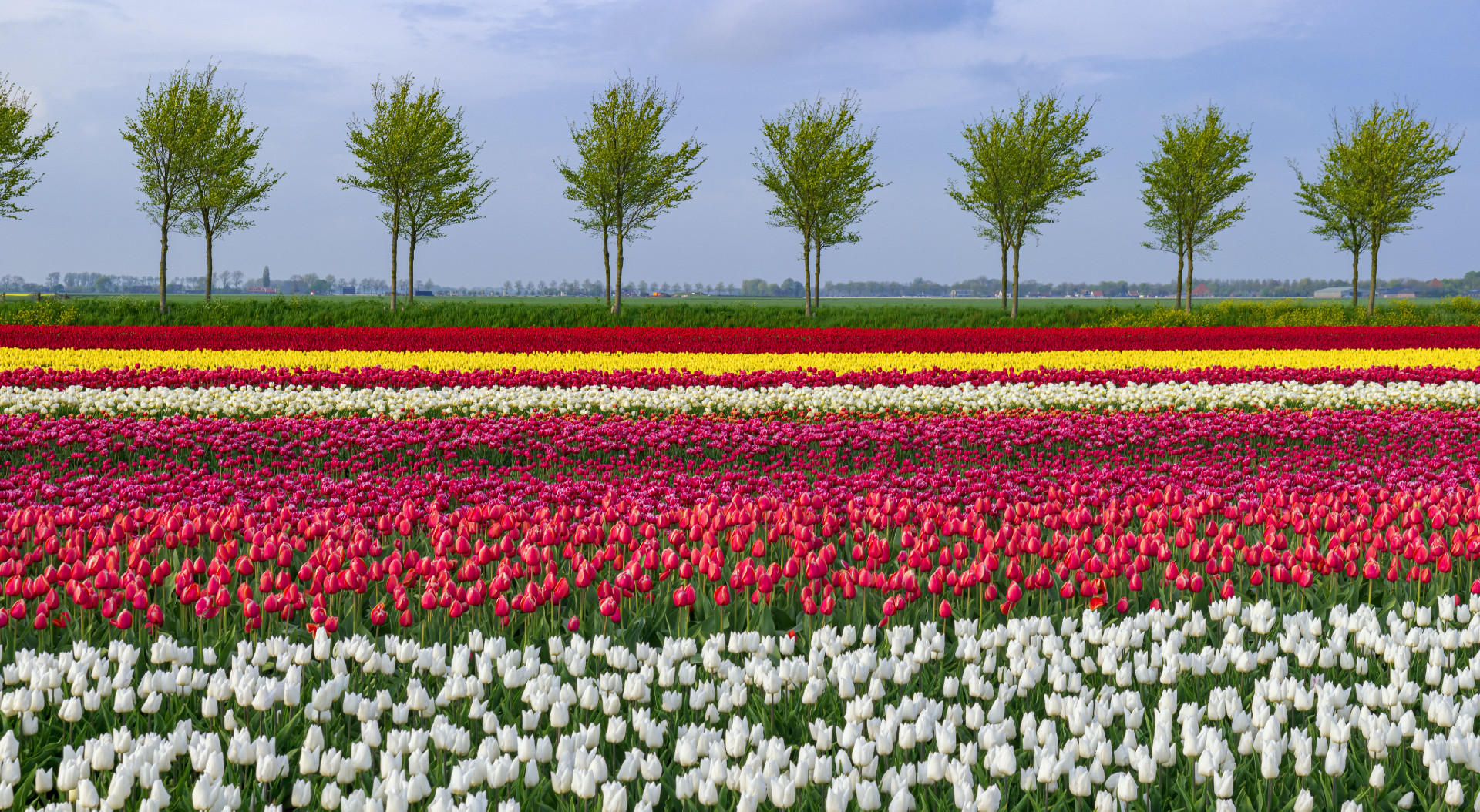 Colourful Tulip Field with trees alongside in The Netherlands