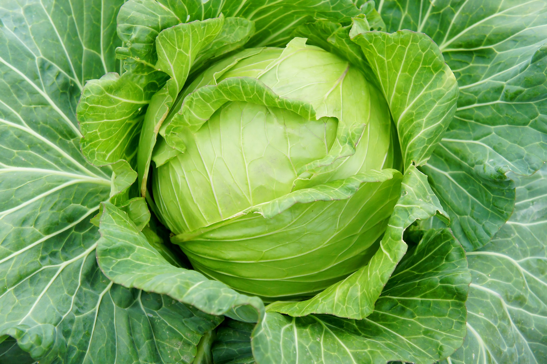 fresh cabbage