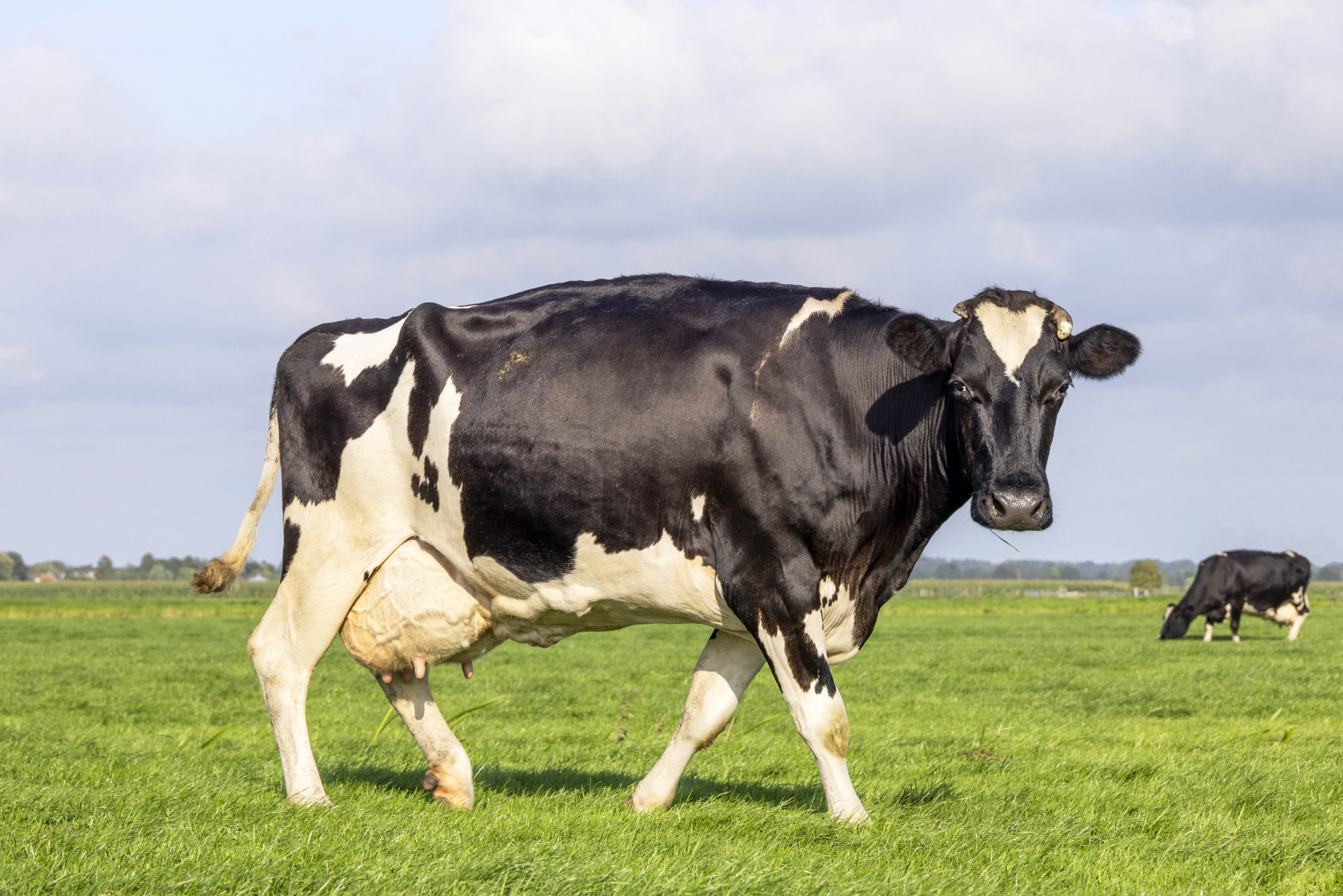 One cow passing by in a pasture, black and white, friesian holstein, a blue cloudy sky