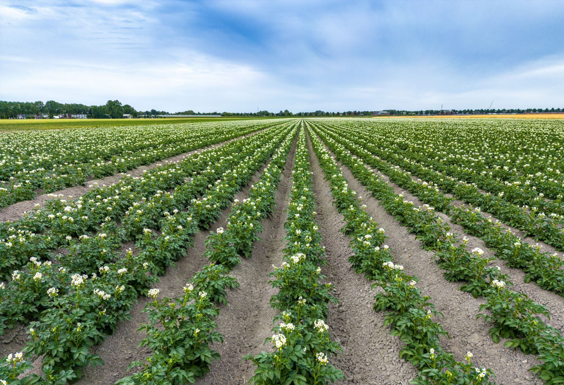 Potato field and blue sky on a beautiful day