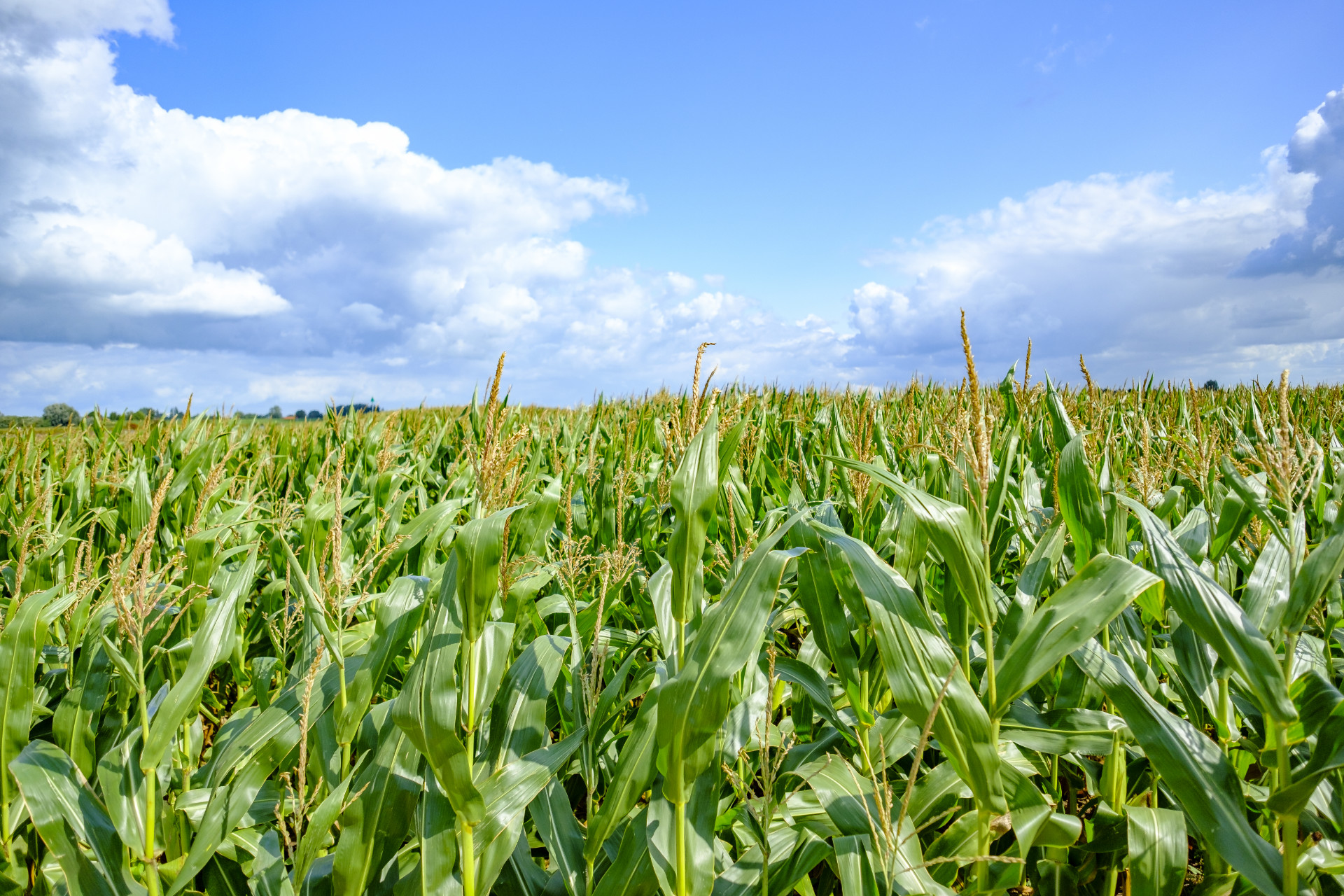 Corn Cobs in a corn field during summer