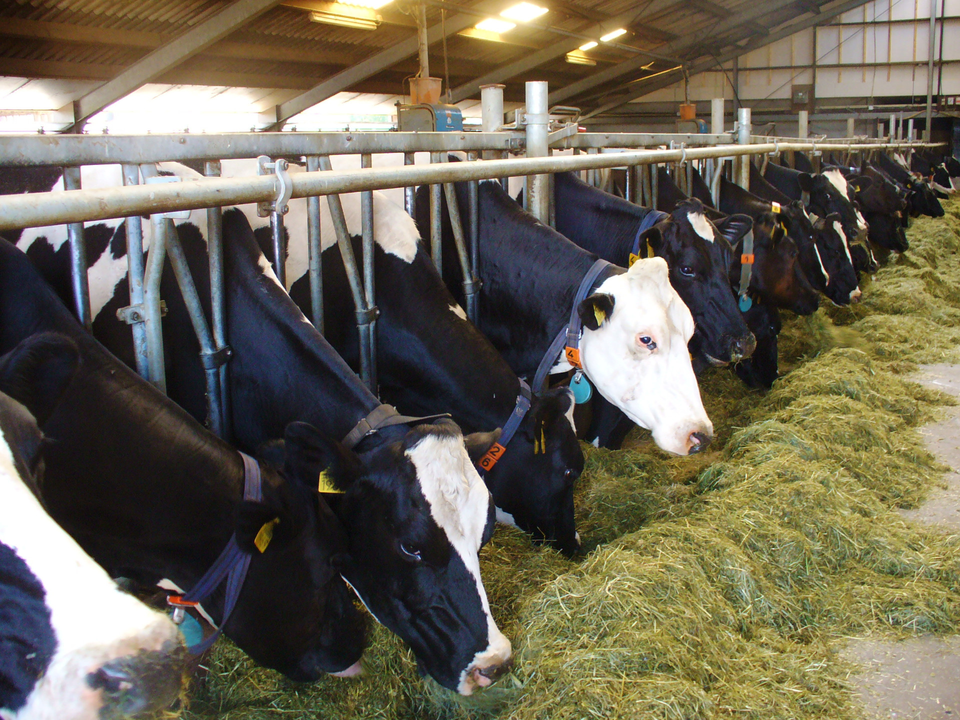 cows